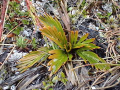 Aciphylla similis
