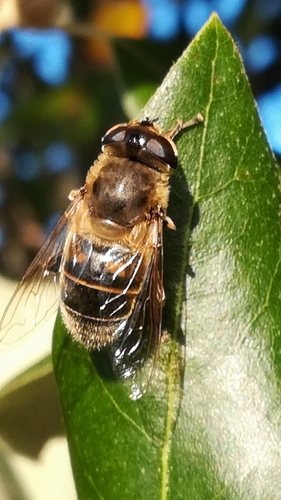 Common drone fly