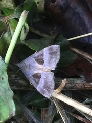 Hypena trigonalis