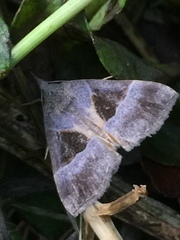 Hypena trigonalis