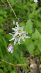 Allium triquetrum