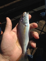 Genyonemus lineatus