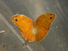 Opsiphanes boisduvallii
