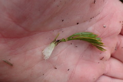Aciphylla similis