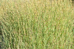 Fuireneae