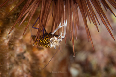 Gnathophyllum elegans