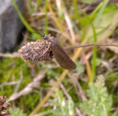 Anabolia