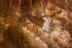 Gnathophyllum elegans