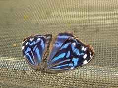 Myscelia ethusa ethusa