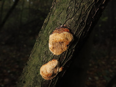 Dichomitus campestris