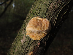 Dichomitus campestris