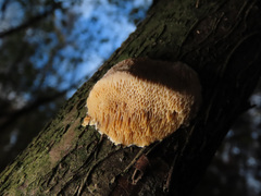 Dichomitus campestris