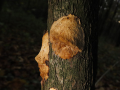 Dichomitus campestris