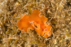 Yungia aurantiaca