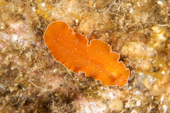 Yungia aurantiaca