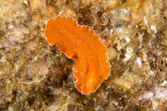 Yungia aurantiaca