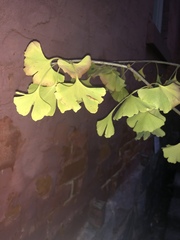 Ginkgo biloba