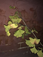 Ginkgo biloba