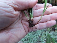 Carex rossii