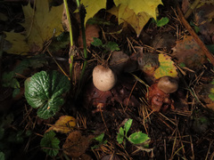Geastrum rufescens