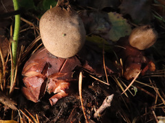 Geastrum rufescens