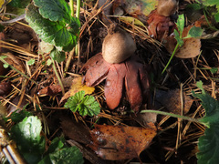 Geastrum rufescens