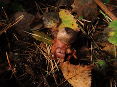 Geastrum rufescens