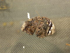 Myscelia ethusa ethusa