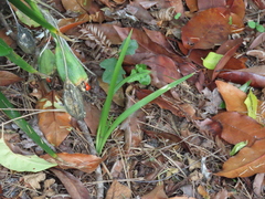 Iris foetidissima
