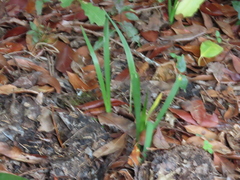 Iris foetidissima