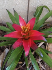 Tillandsia imperialis