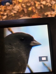 Junco hyemalis carolinensis