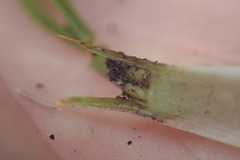 Aciphylla similis
