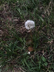Taraxacum