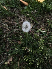 Taraxacum