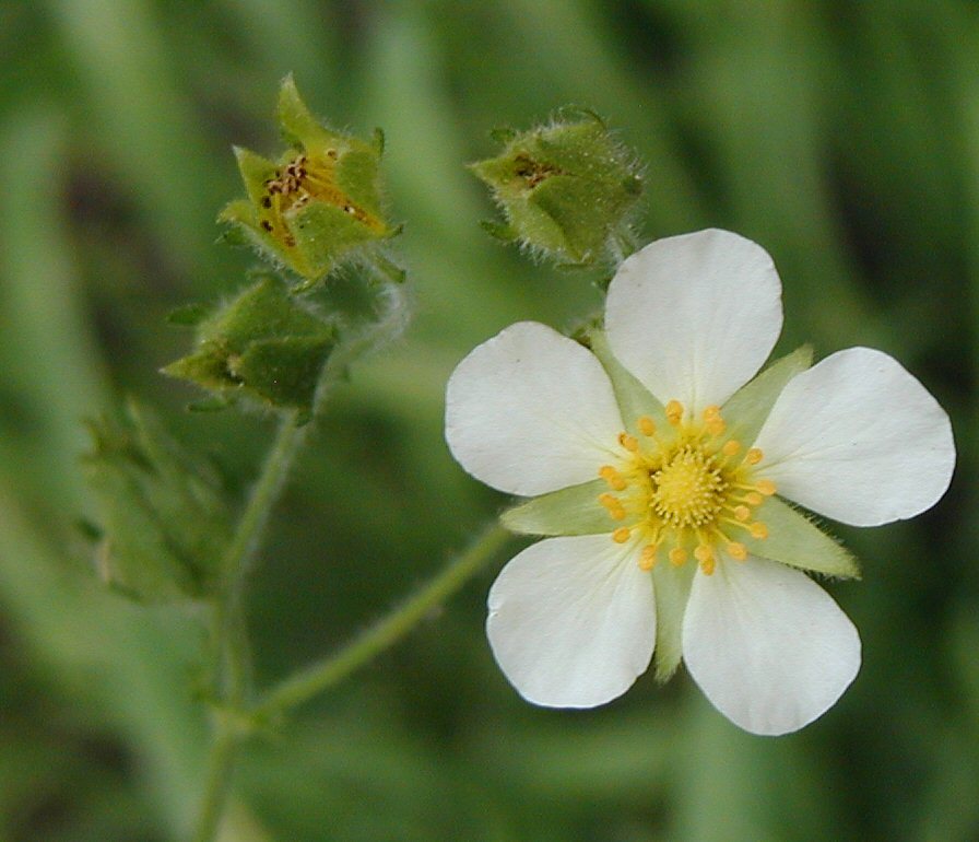 Drymocallis hansenii