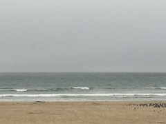 Megaptera novaeangliae