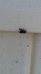 Phidippus audax