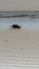 Arocatus melanocephalus
