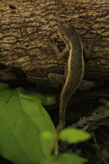 Sceloporus teapensis