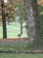 Odocoileus virginianus