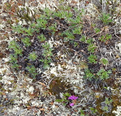 Potentilla biflora