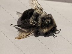 Bombus impatiens