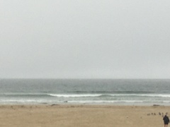 Megaptera novaeangliae