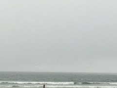 Megaptera novaeangliae