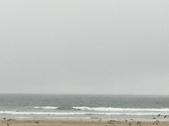 Megaptera novaeangliae