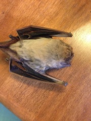 Lasiurus intermedius