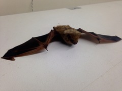 Lasiurus intermedius
