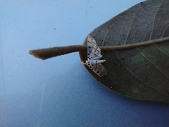 Dichocrocis sabatalis