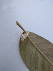 Dichocrocis sabatalis